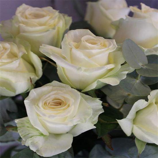 Twelve White Long Stem Roses Lavender and Grey